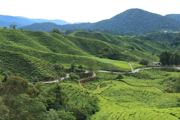 dimsum reizen maleisie cameron highlands 2