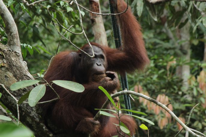 dimsum reizen naar borneo en wilde orangoetangs 2