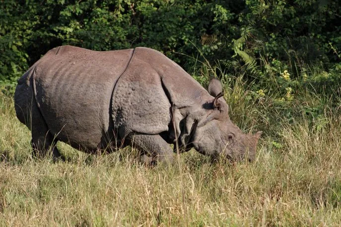 nepal chitwan safari 13
