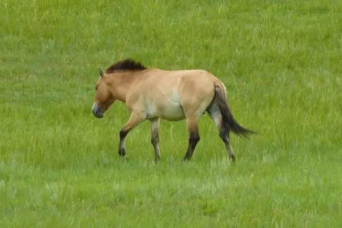 khustai przewalksi paard 2
