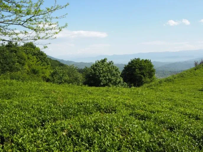 lahijan iran dimsum reizen