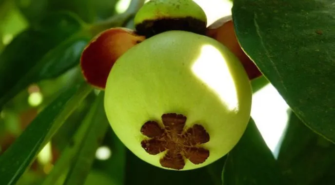 kaliklatak java indonesie