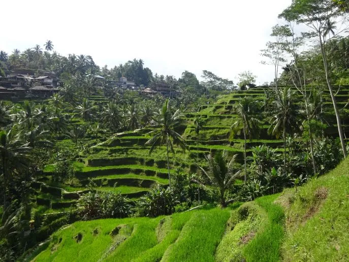 dimsum reizen indonesie ubud