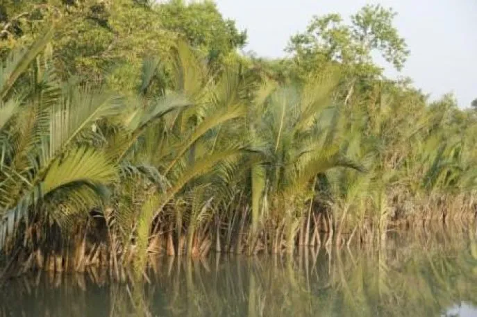 bangladesh individueel sundurbans 2 dimsum reizen