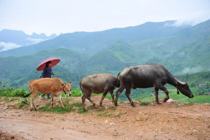 ha giang vietnam dimsum reizen5