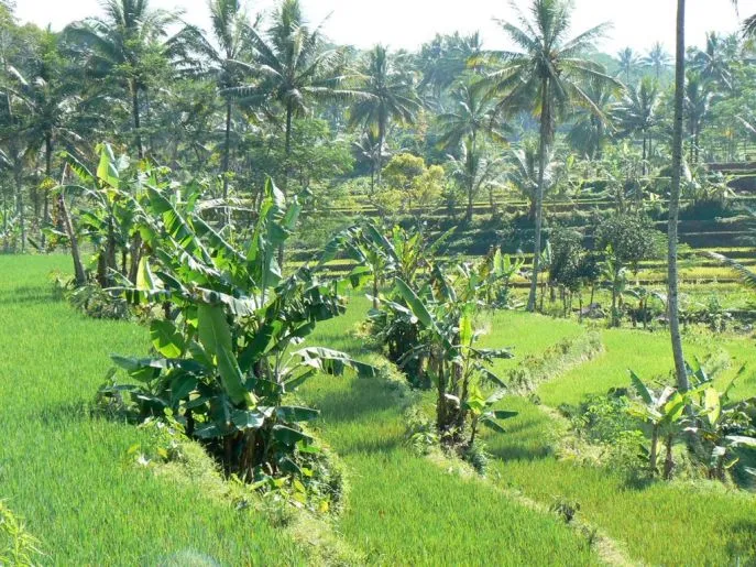 dimsum reizen west java wonosobo