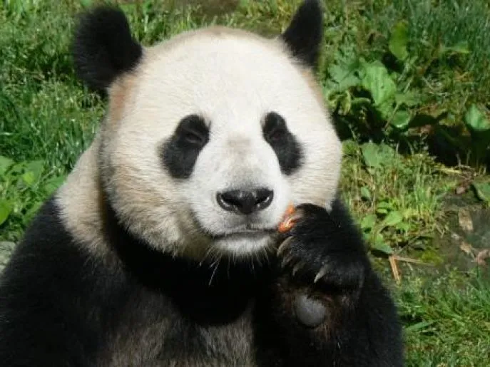 panda wolong 2