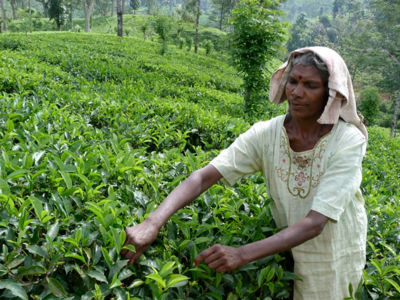 Sri-Lanka Theeplukker Nuwara eliya Hooglanden theeplantages
