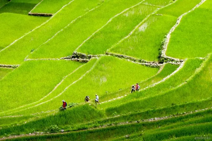 trekking banaue rijstvelden 2