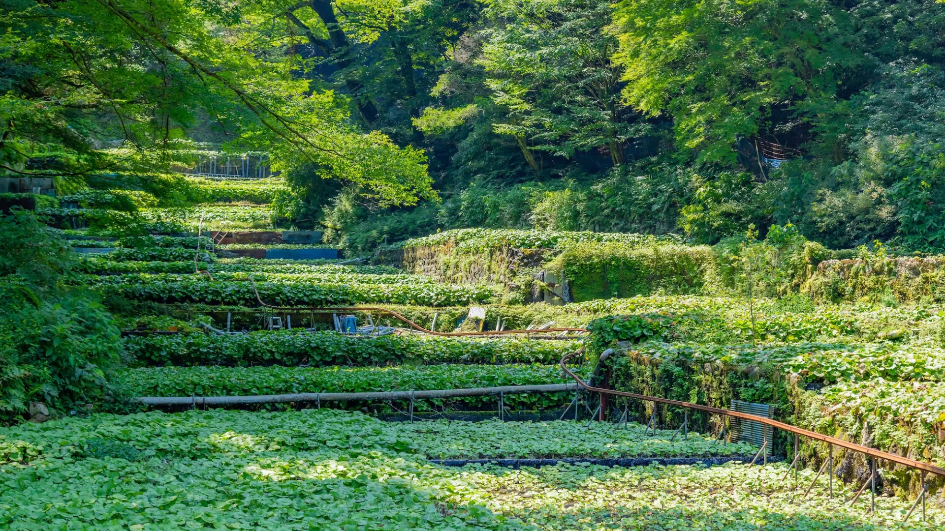 wasabi-velden-izu-schiereiland