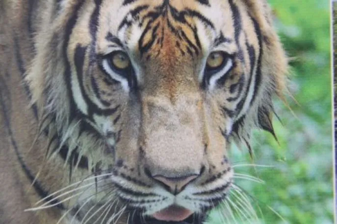 sunderbans tijgers 2 2