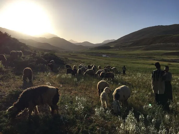 schaapsherders bakhtiari chelgerd 3