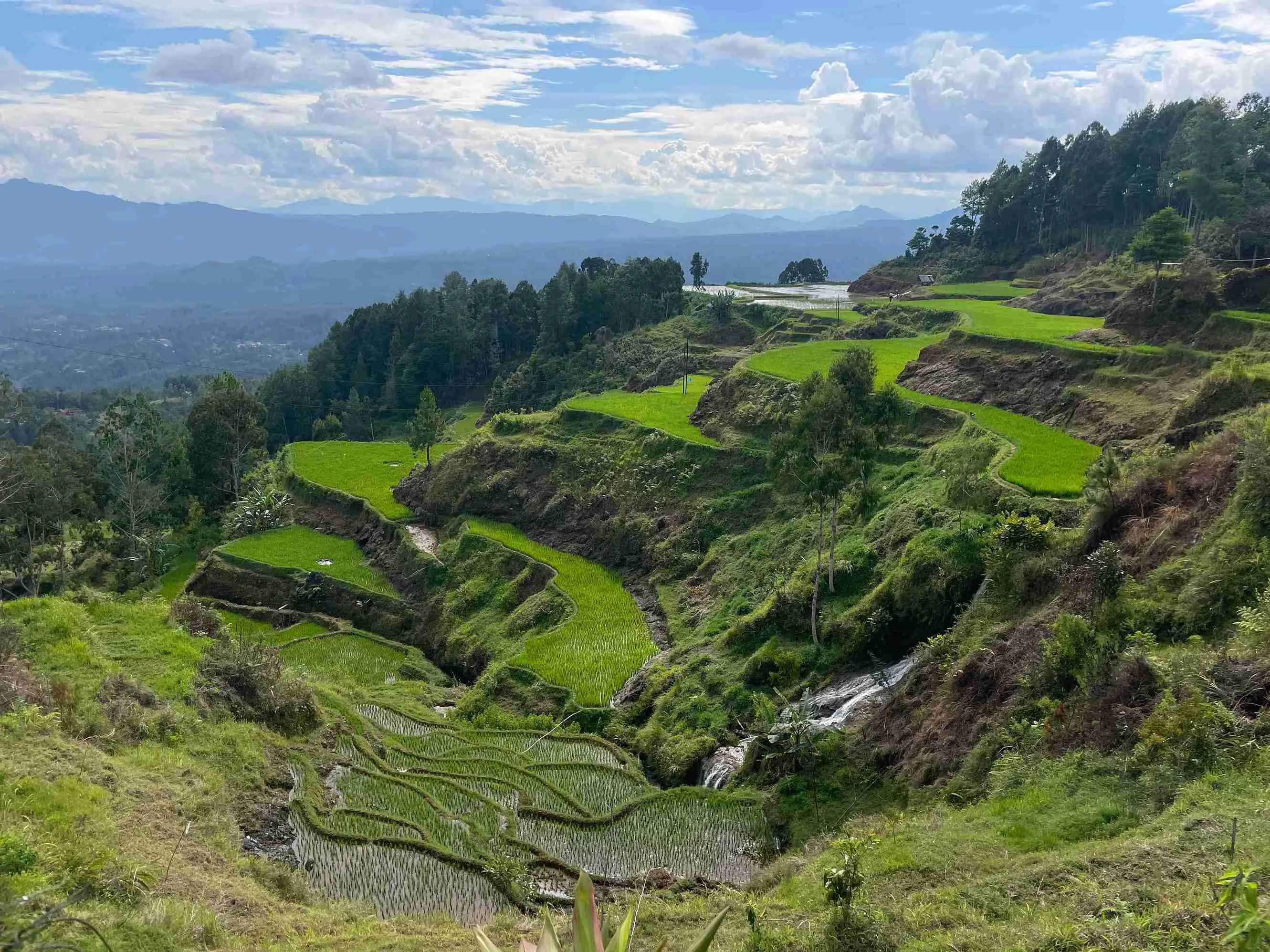 indonesie-sulawesi-tana-toraja-rijstterassen