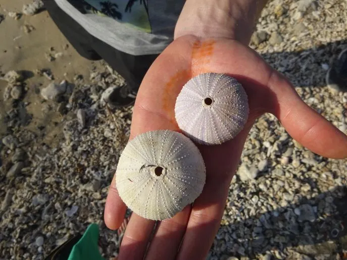 dimsum reizen indonesie pemuteran 2