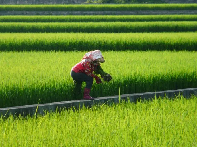 dimsumreizentaiwantaintung
