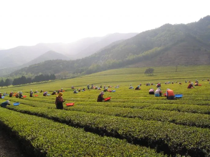 dimsum reizen zuidkorea boseong theevelden jeollado