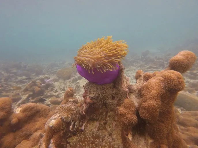 mergui onderwaterwereld