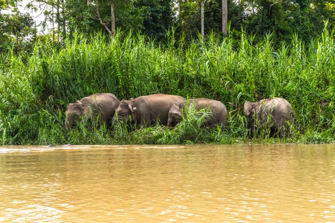dimsum reizen maleisie oost borneo kinabatangan reservaat pygmy olifanten