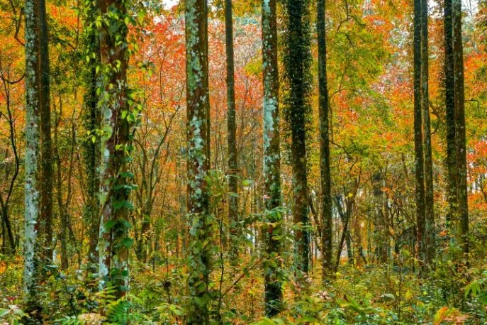 cuc phuong national park familiereis vietnam