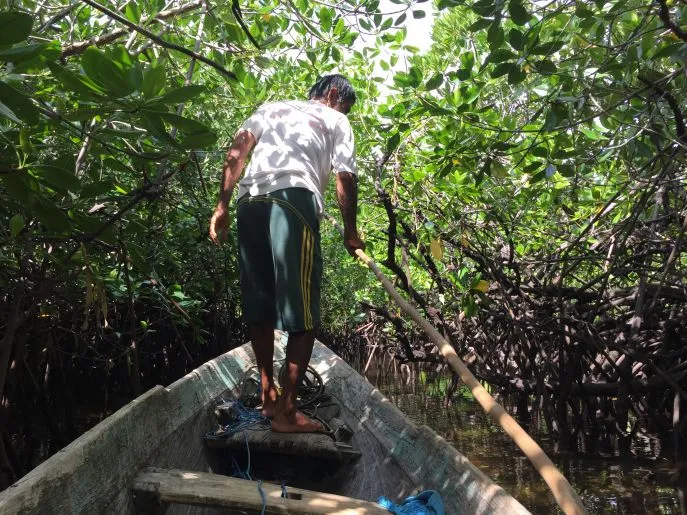 dimsum reizen indonesie zuidoost sulawesi mangrove wangi wangi