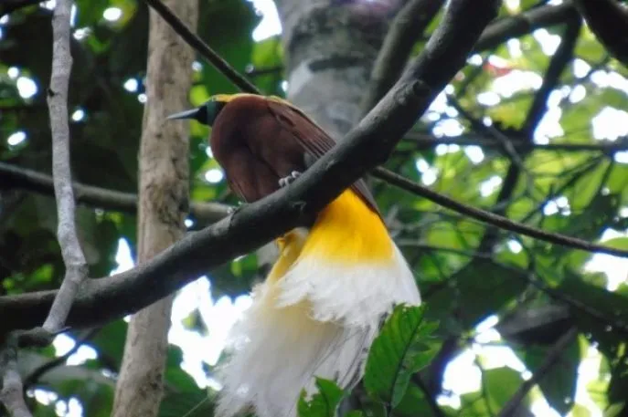 dimsum reizen indonesie west papua sorong paradise bird