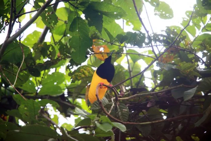 dimsum reizen indonesie west papua twelvewired birdofparadise