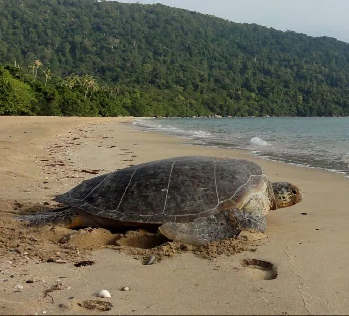 dimsum reizen tanjung datu nationaal park maleisie