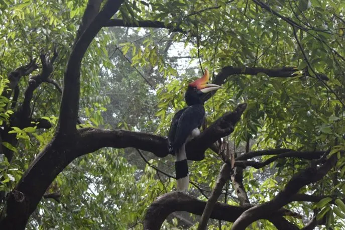dimsum reizen maleisie neushoornvogel