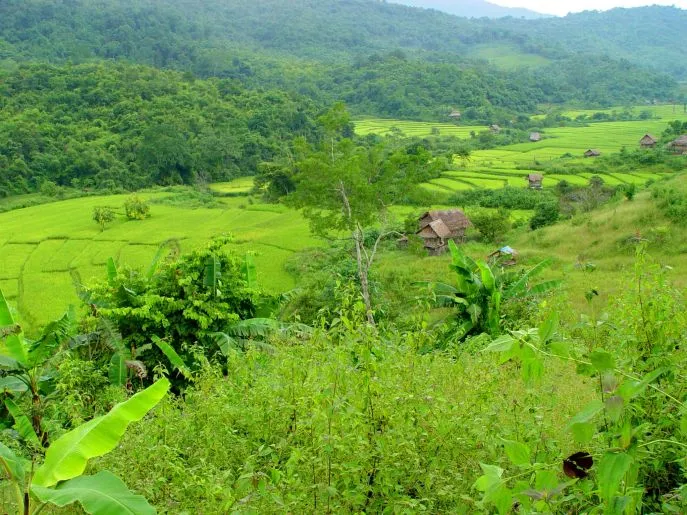dimsum reizen naar laos rijtsvelden bij luang namtha