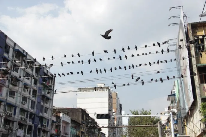 dimsum reizen myanmar yangon 2