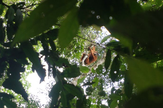 dimsum reizen orangoetang in het gunung leuser op kalimantan
