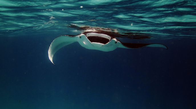 indonesie reizen naar nusa penida en snorkelen tussen manta roggen