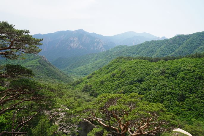 dimsum reizen naar zuidkorea seoraksan nationaal park sokcho