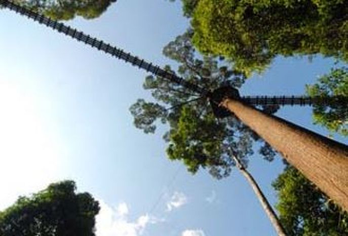 dimsum reizen naar de danum vallei  maleis borneo  canopy brug
