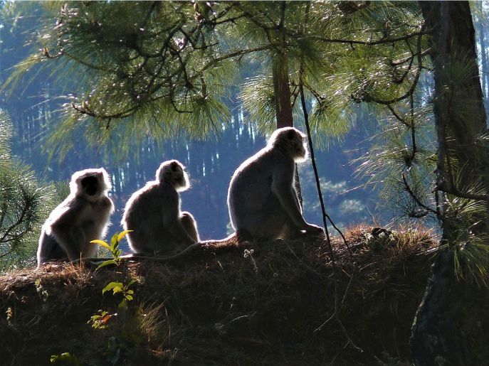 13 dimsum india rondreis almora langoors in binsar sanctuary