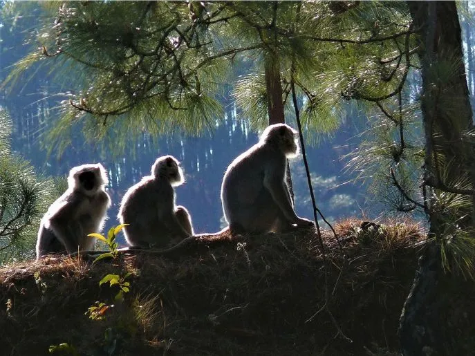 13 dimsum india rondreis almora langoors in binsar sanctuary