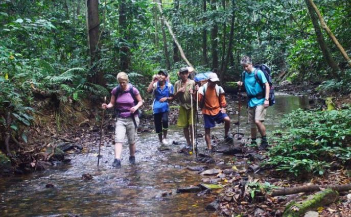 dimsum reizen orang oetan trail sarawak maleis borneo