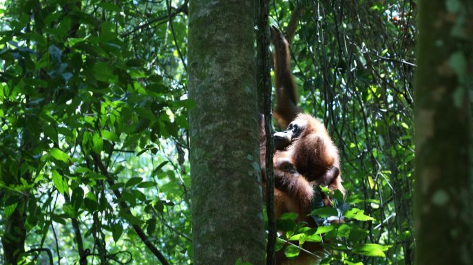 dimsum reizen naar borneo orang oetang trail sarawak