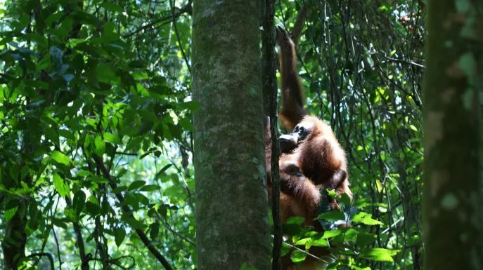dimsum reizen naar borneo orang oetang trail sarawak