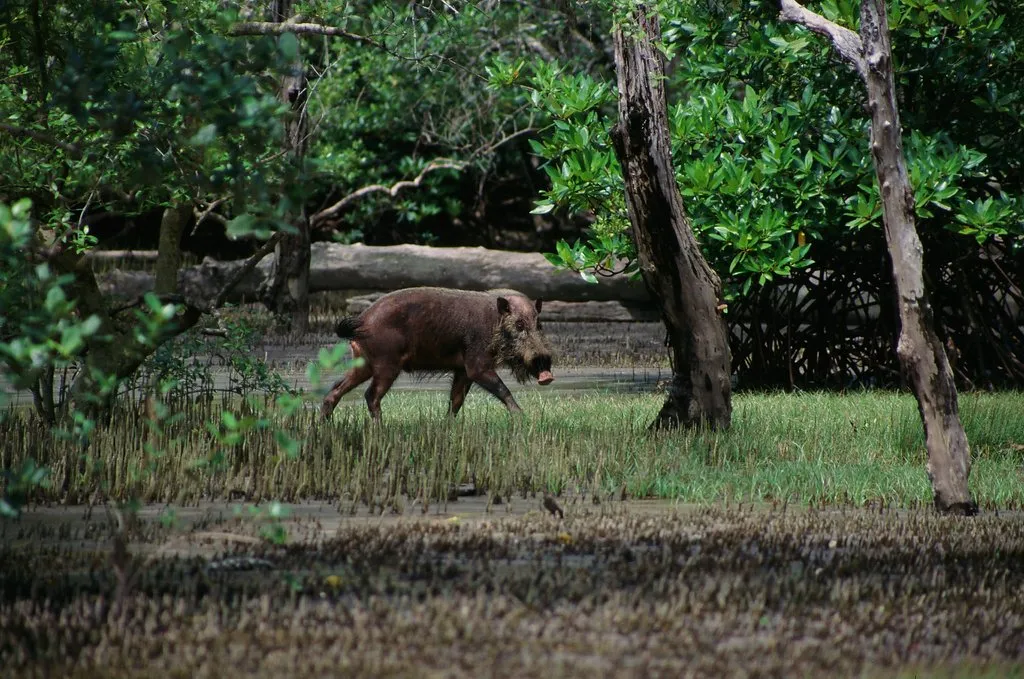 bako-nationaal-park-sarawak-borneo
