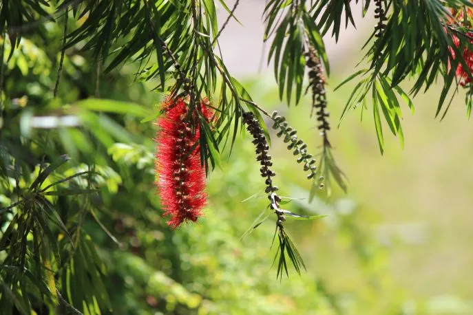 dimsum reizen naar mount kinabalu park borneo