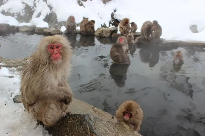 snowmonkeys