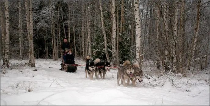 baltische staten estland sledetocht winter