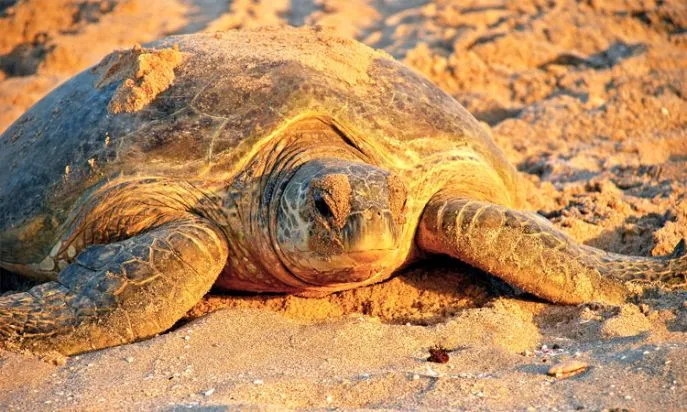 ras al jinz schildpadden 4