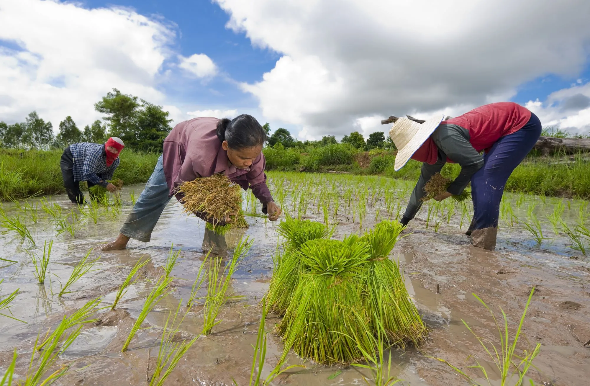 rijstplanten-Isaan-Thailand