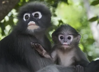 Khao-Sok-National-Park-Thailand-apen