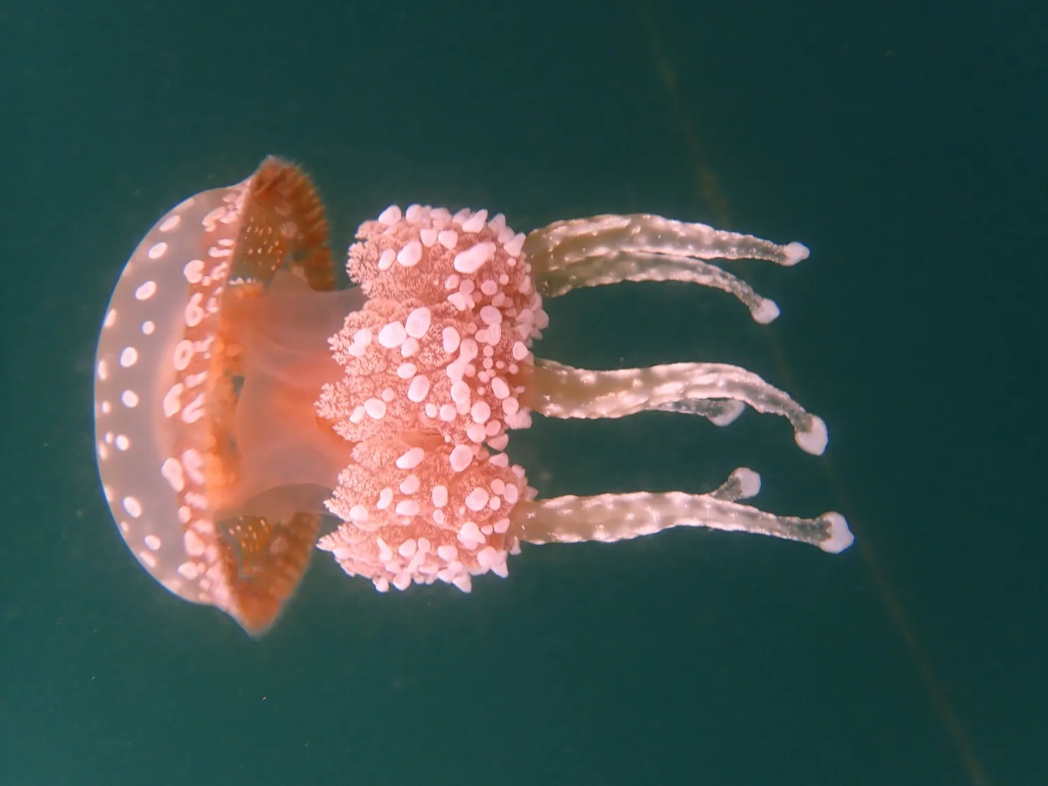 jelly kwal bootreis zee Indonesie jubileumreis