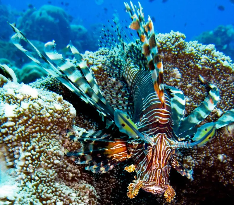 mandarijnvis indonesie boottocht varen zee snorkelen