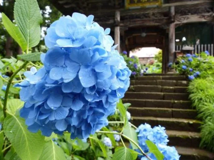 japan iiyama kosugin temple