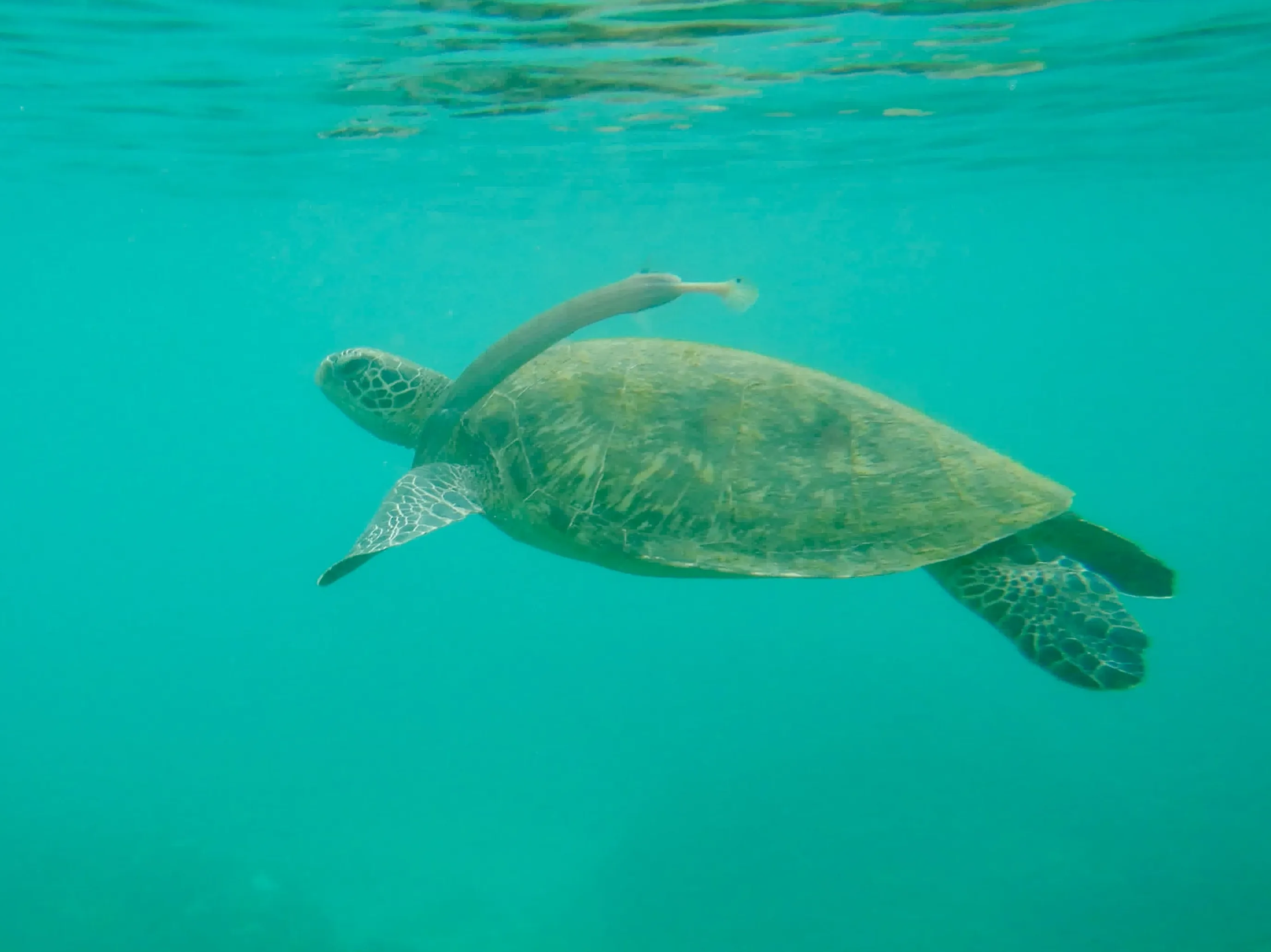 Zeeschildpad Xiaoliuqiu